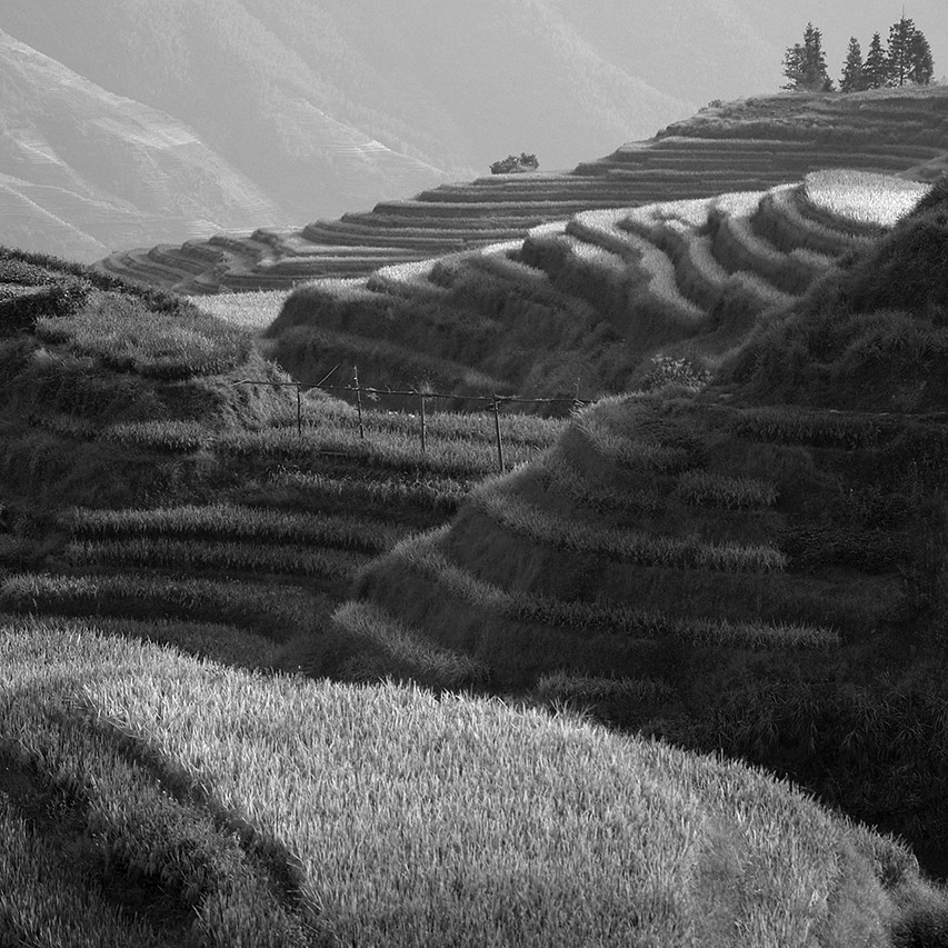 Longji rice terraces cascading down the hillside