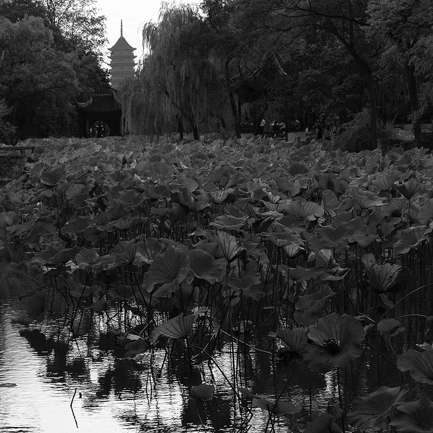 Lotus pond with pagoda and willows, Chinese classical garden