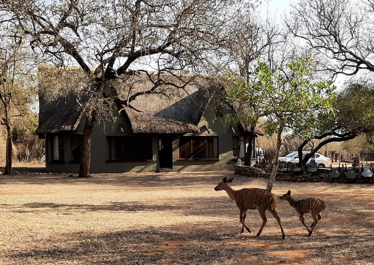 Nyala and calf crossing in front of a thatched lodge in Eswatini