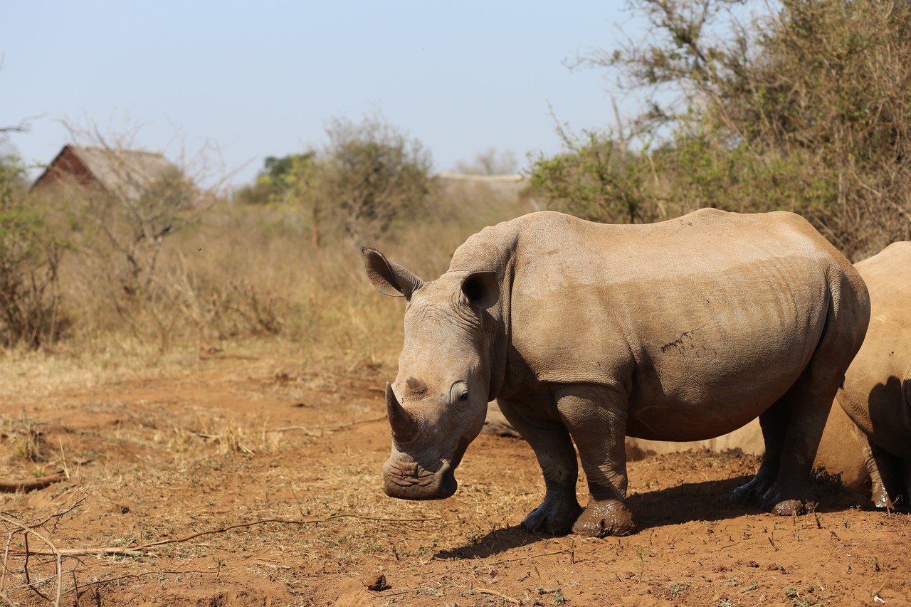 White rhino standing in the dry bush at Mlilwane, Eswatini