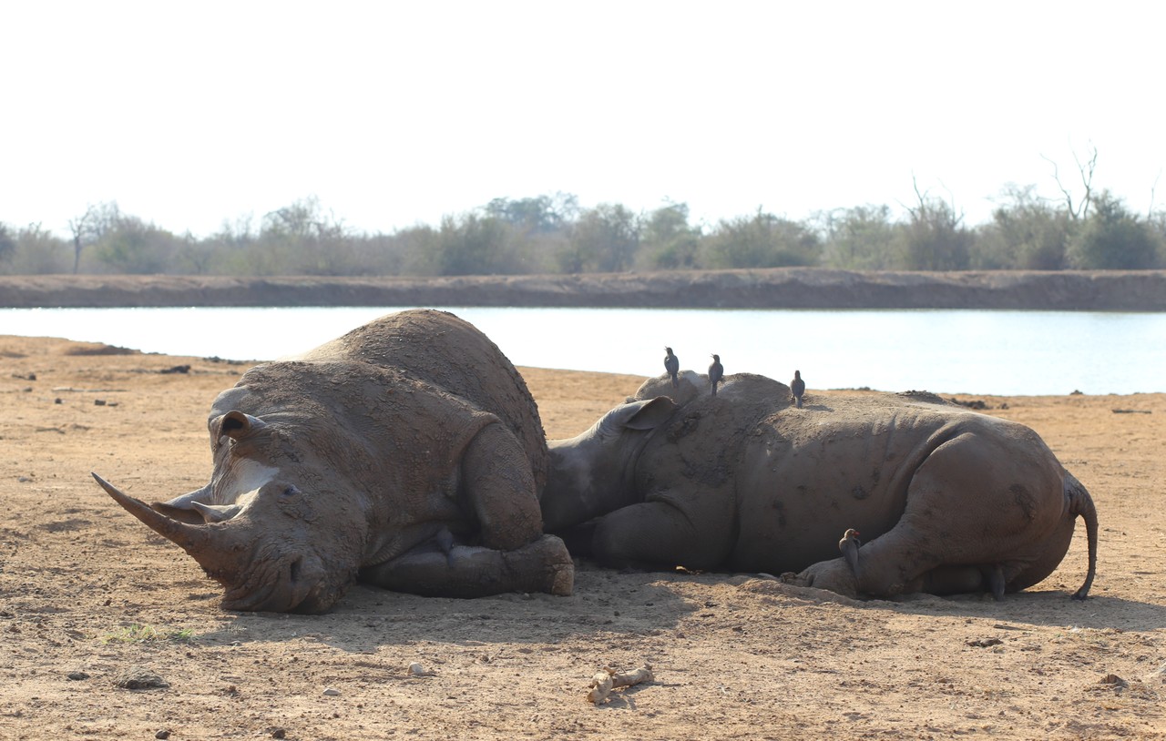 Two rhinos resting in the mud by a waterhole with oxpeckers on their backs