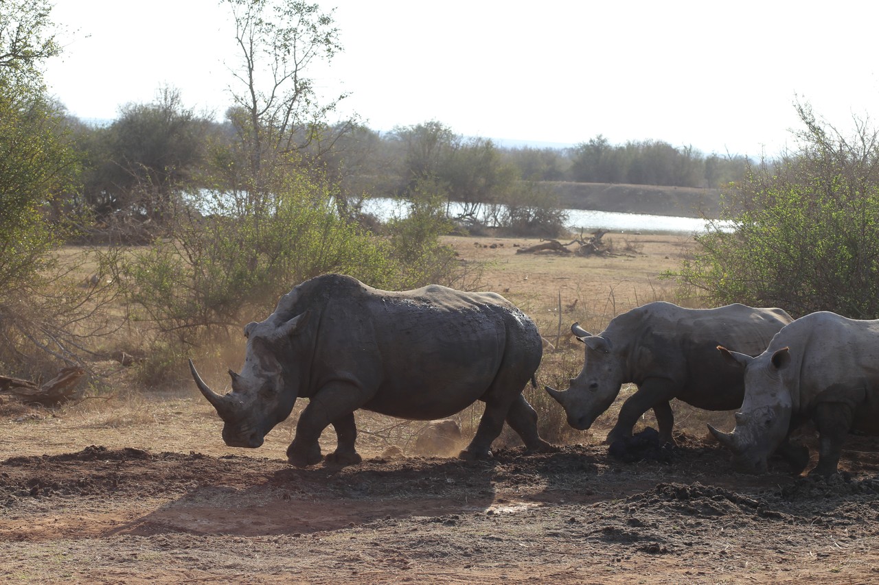 White rhinos moving through the bush beside a waterhole in Eswatini