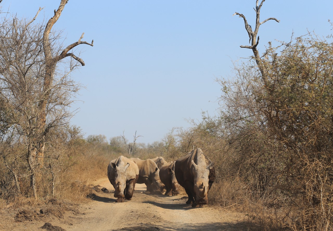 Crash of white rhinos walking down a sandy track in Eswatini