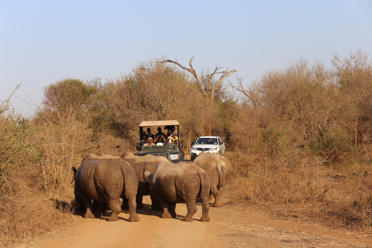 Safari vehicles watching a group of rhinos on a dirt road in Eswatini