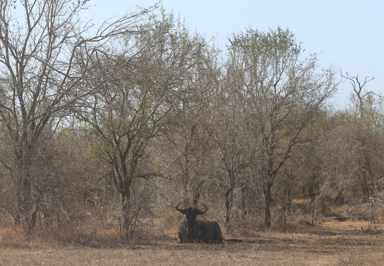 Wildebeest resting in the shade of dry acacia trees in Eswatini