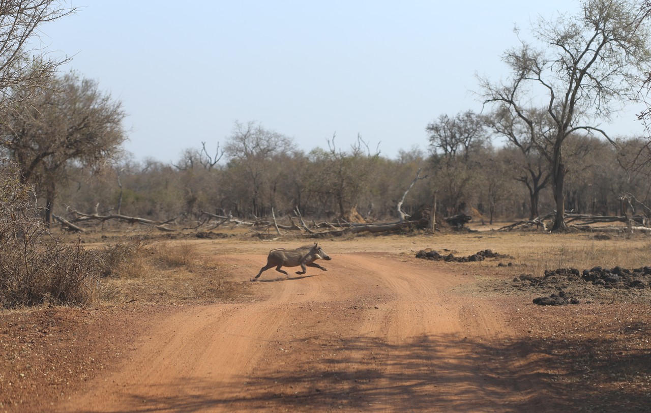 Warthog running across a red dirt road in the Eswatini bush