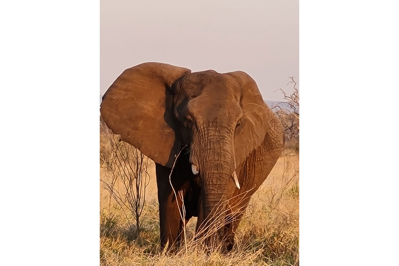 Close-up portrait of an African elephant in Eswatini