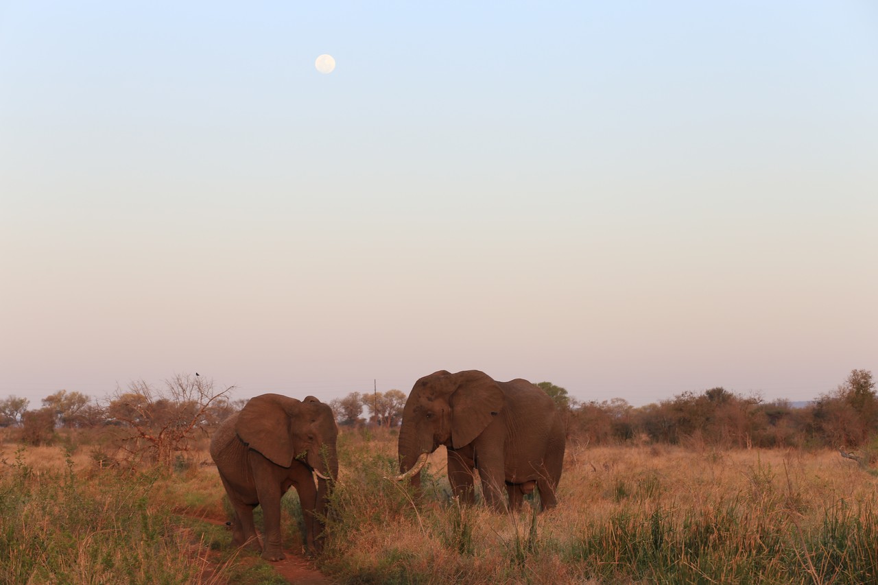 Two elephants grazing under a full moon in the Eswatini savanna