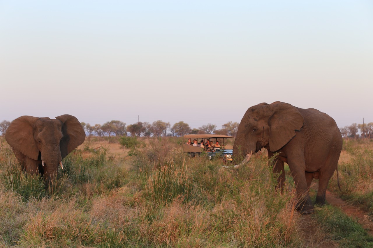 Two elephants and a safari vehicle at dusk in the Eswatini grasslands