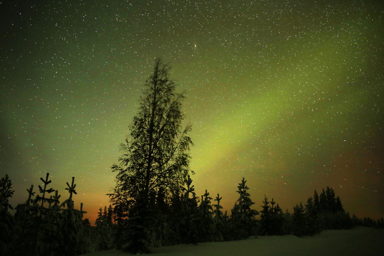 Green aurora glow behind a tall spruce in a snowy Finnish forest