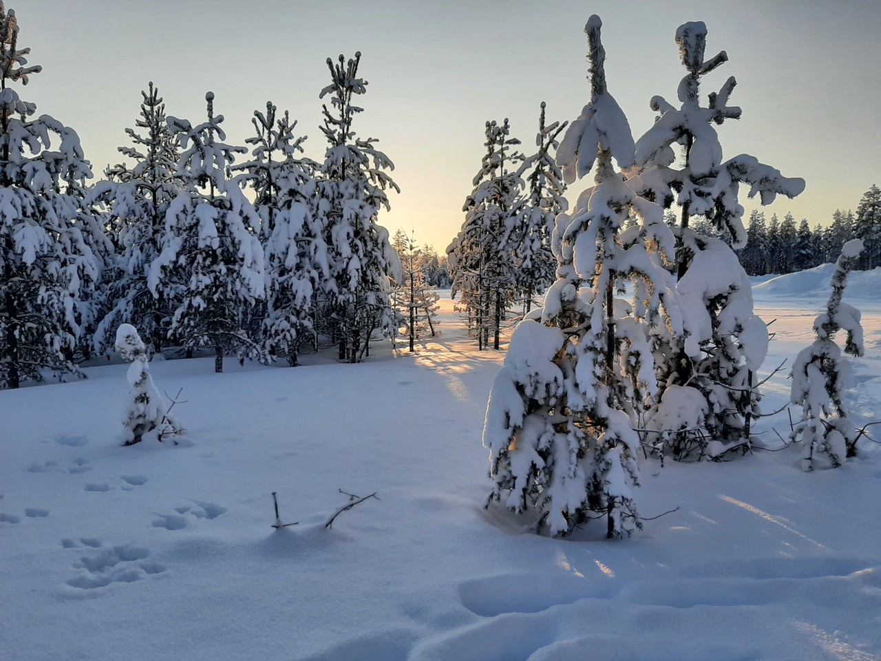 Snow-laden pines at sunset in the Finnish Lapland