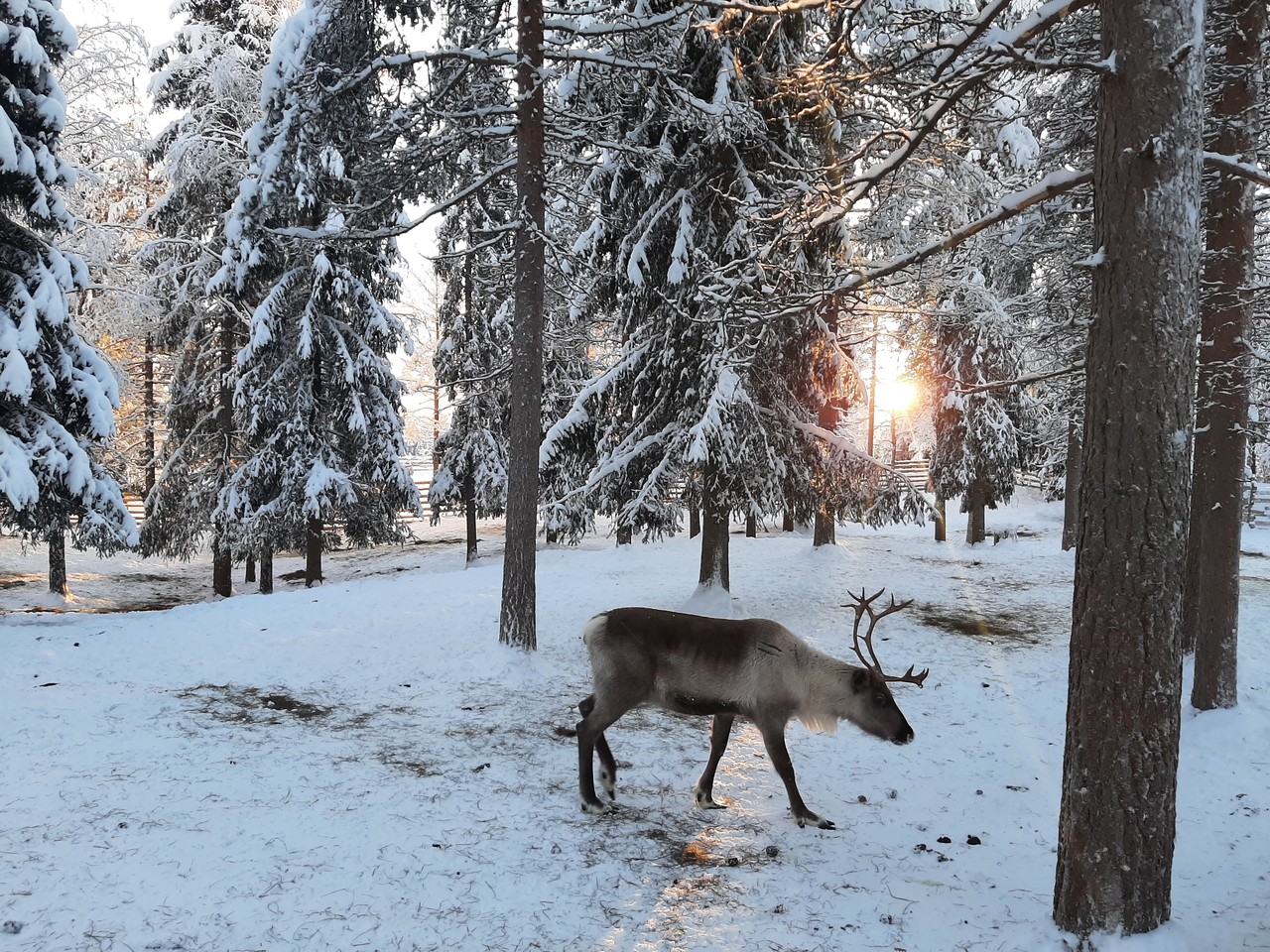 Reindeer walking through a sunlit snowy forest in Rovaniemi