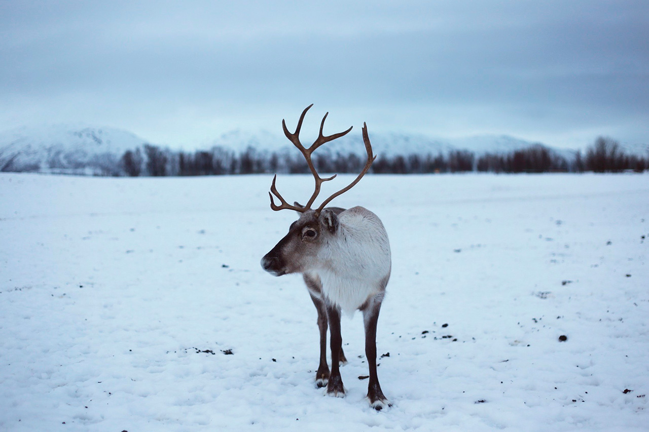 Reindeer facing the camera on a snowy plain near Tromsø