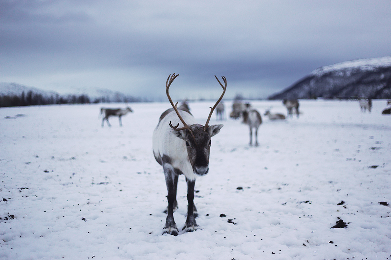 Reindeer with antlers standing in a snowy field, Tromsø