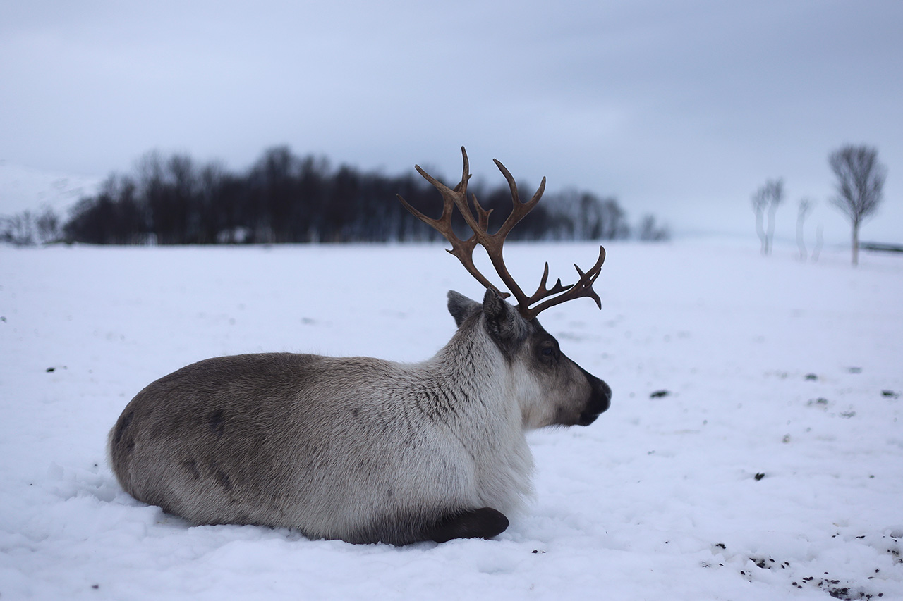 Reindeer resting on snow with bare trees in the distance, Tromsø
