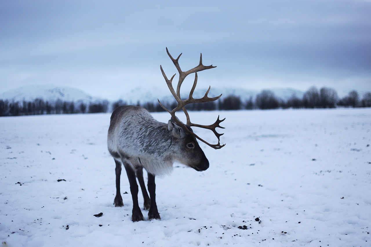 Reindeer with large antlers standing on a snowfield in Tromsø