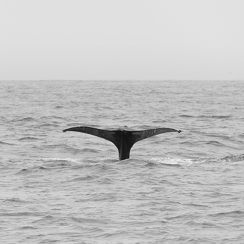 Whale Tail — image 1
