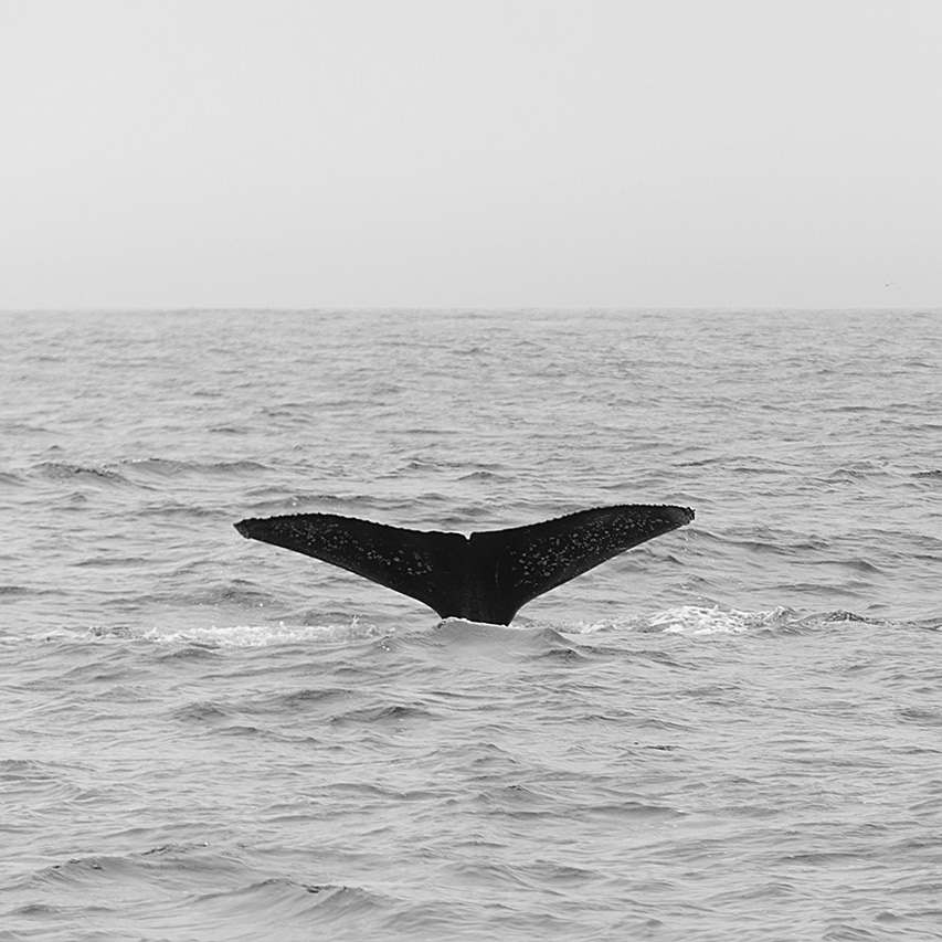 Whale Tail — image 2