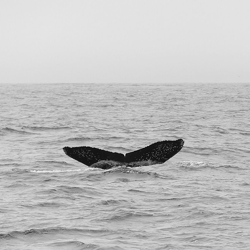 Whale Tail — image 3