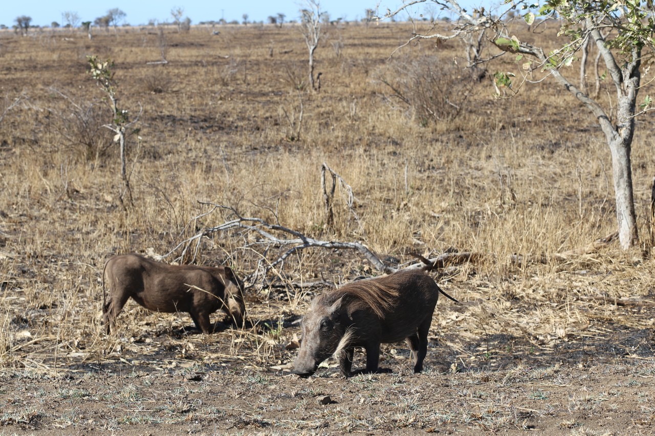 Two warthogs grazing on dry savannah grassland in South Africa