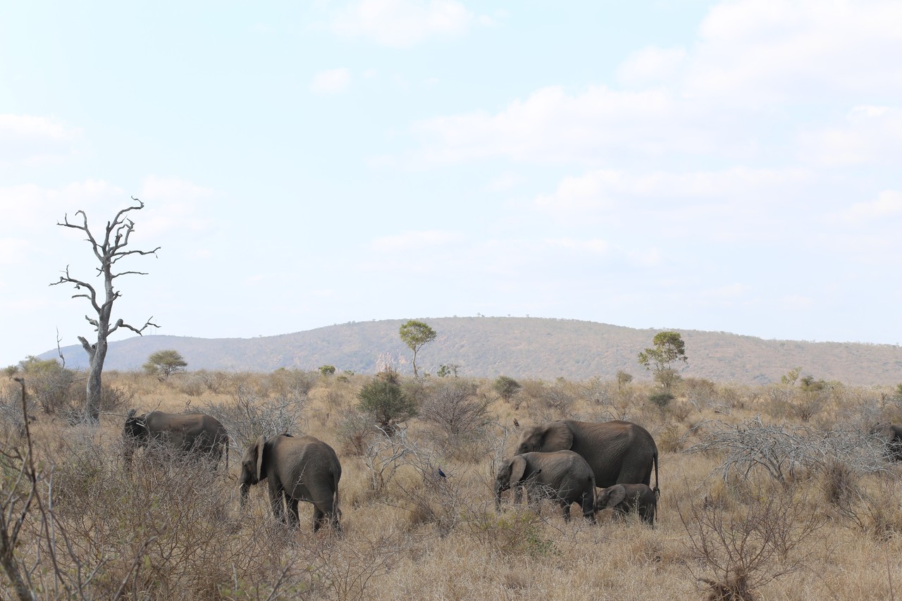 Elephant family grazing in the bush below rolling hills