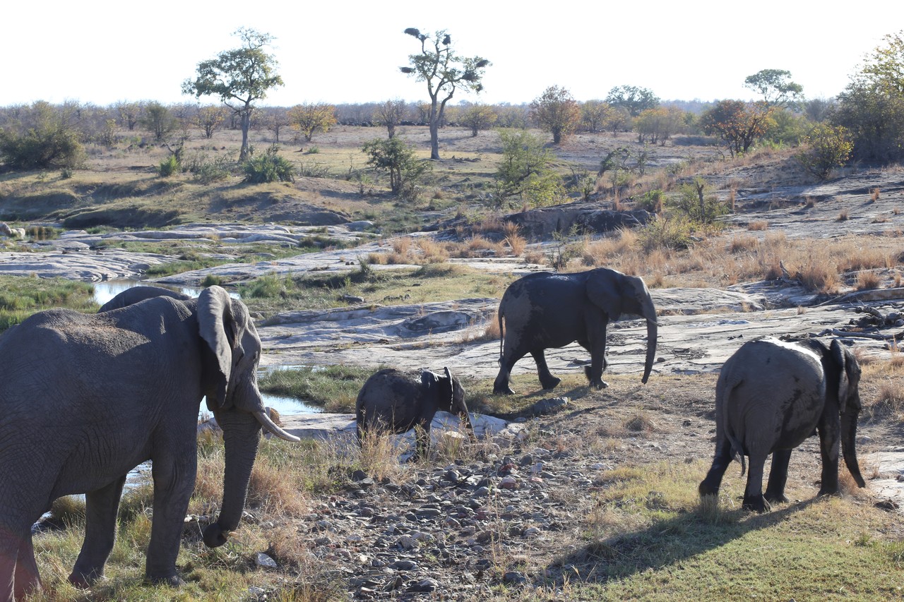 Herd of elephants with a calf crossing a dry riverbed
