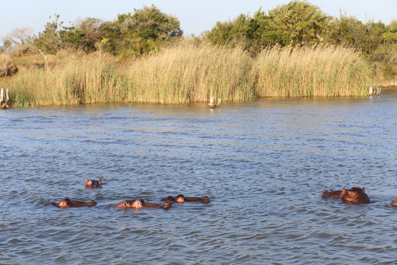 Hippos with only their eyes above the water among reeds
