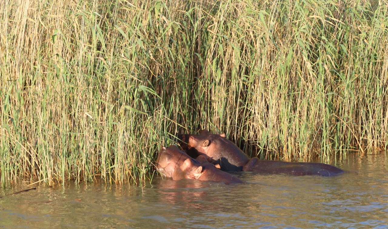 Two hippos resting against the reeds at the water's edge