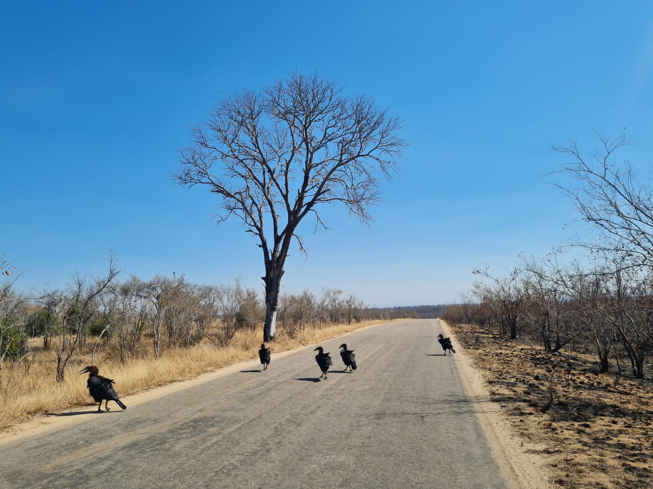 Southern ground hornbills walking along an empty road in Kruger