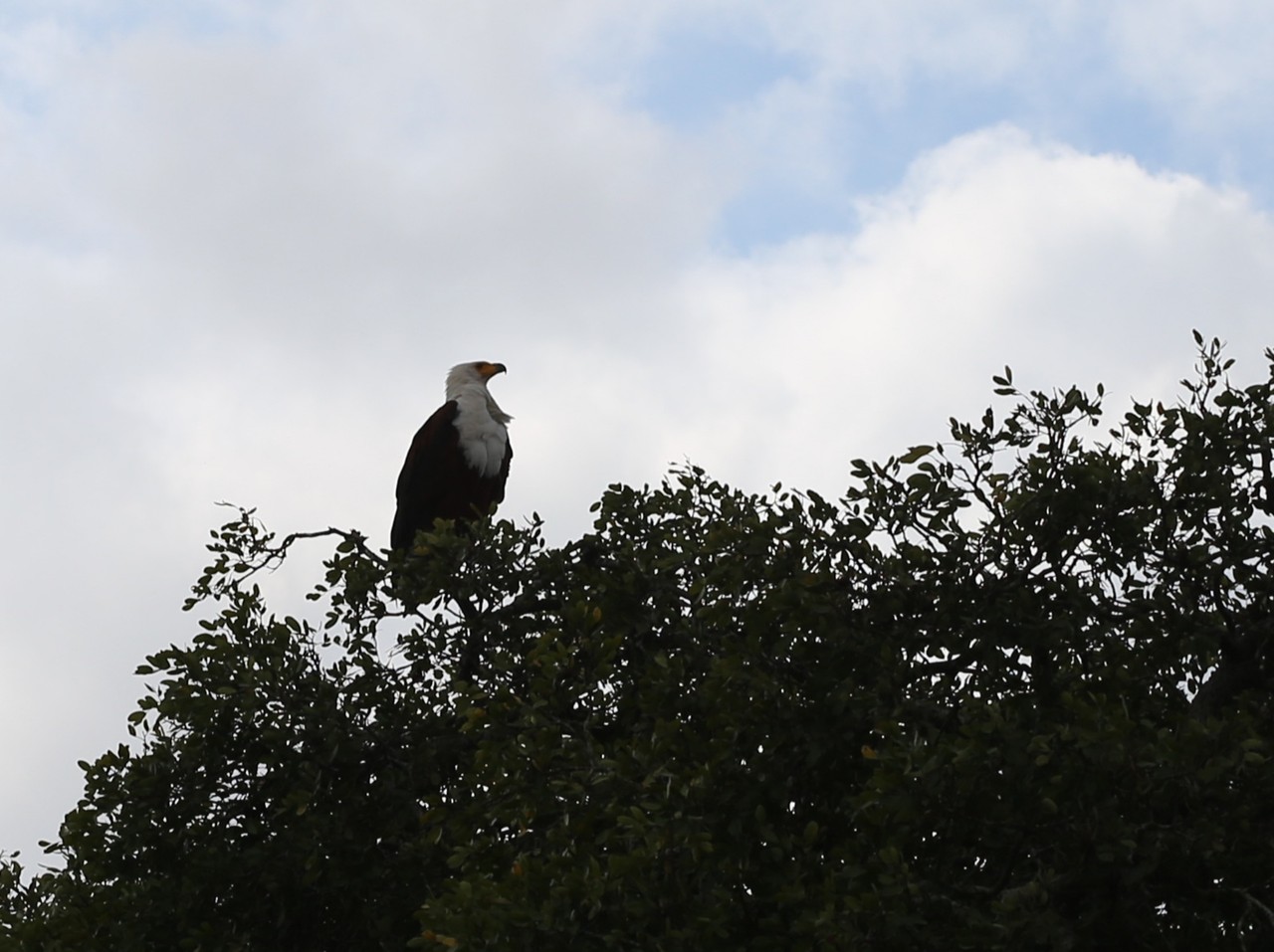 African fish eagle perched on a treetop against a cloudy sky