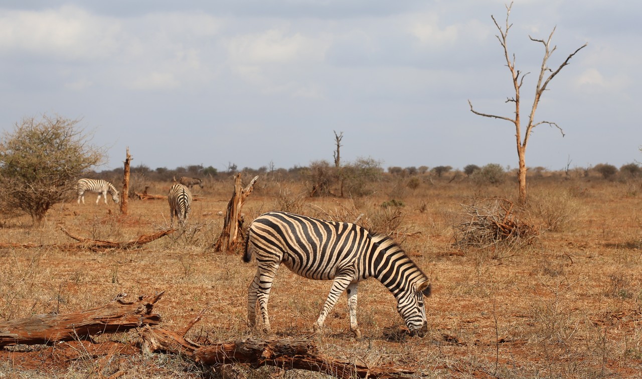 Zebras grazing on the red earth of the dry savannah