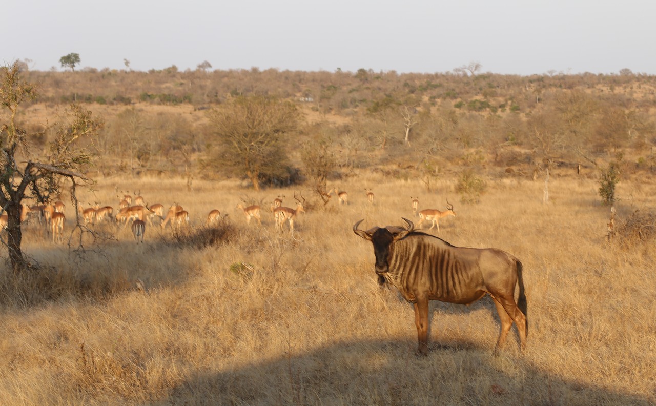 Wildebeest standing in front of a herd of impalas at dusk