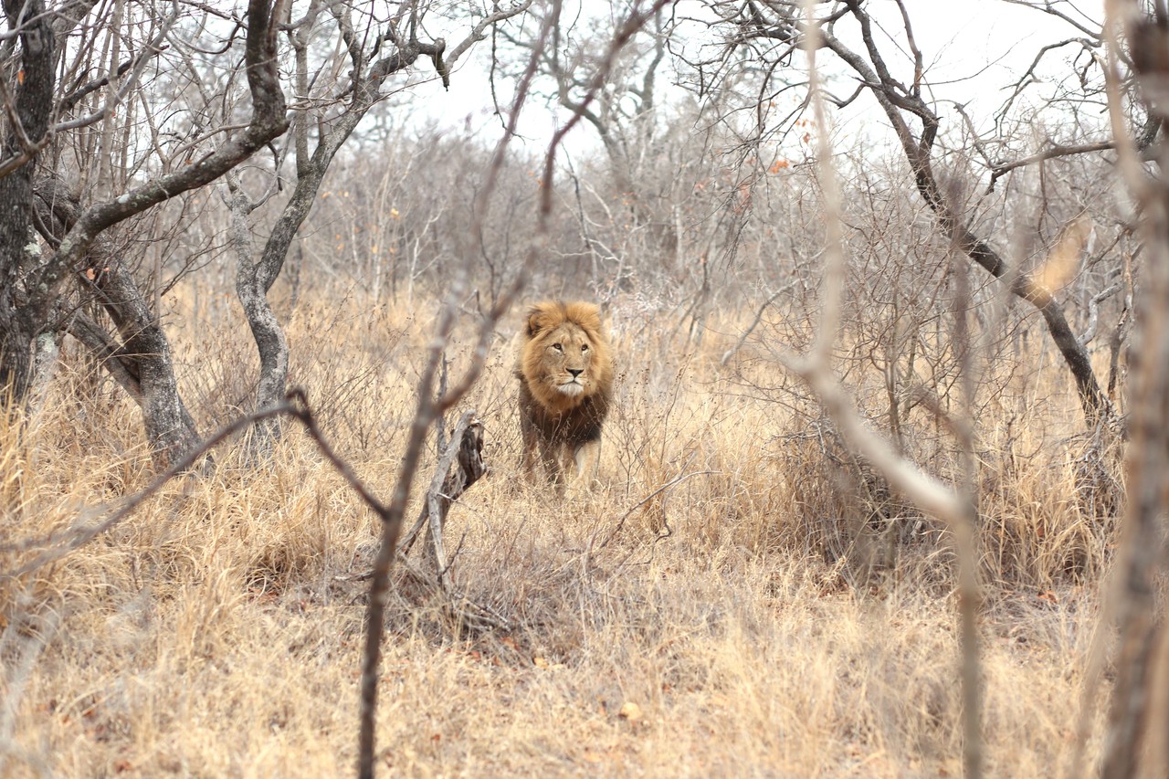 Male lion staring through the dry bush