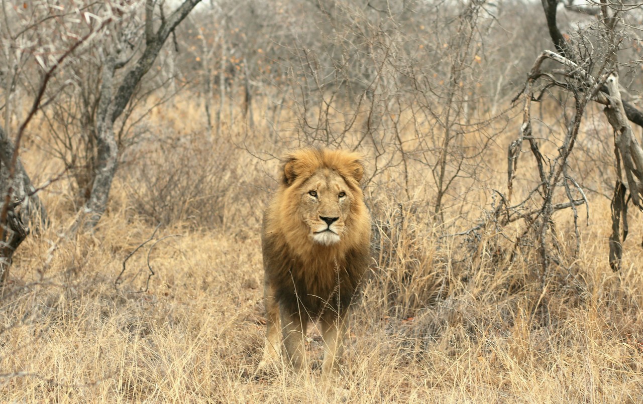 Lion walking towards the camera in tall golden grass