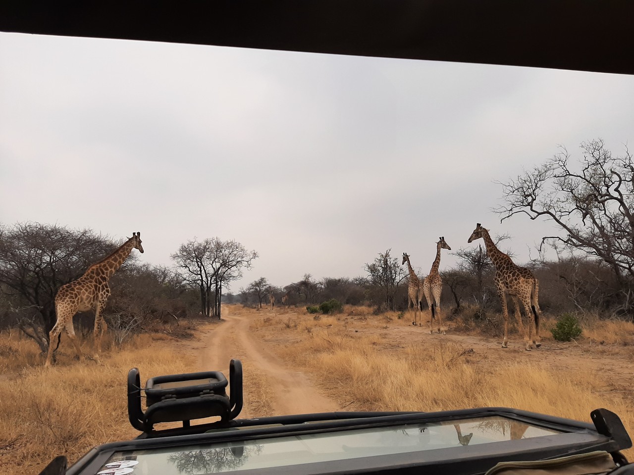 Giraffes crossing a dirt track seen from a safari vehicle