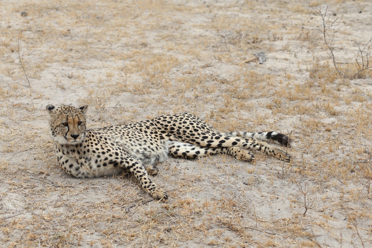 Cheetah stretched out resting on the sandy ground