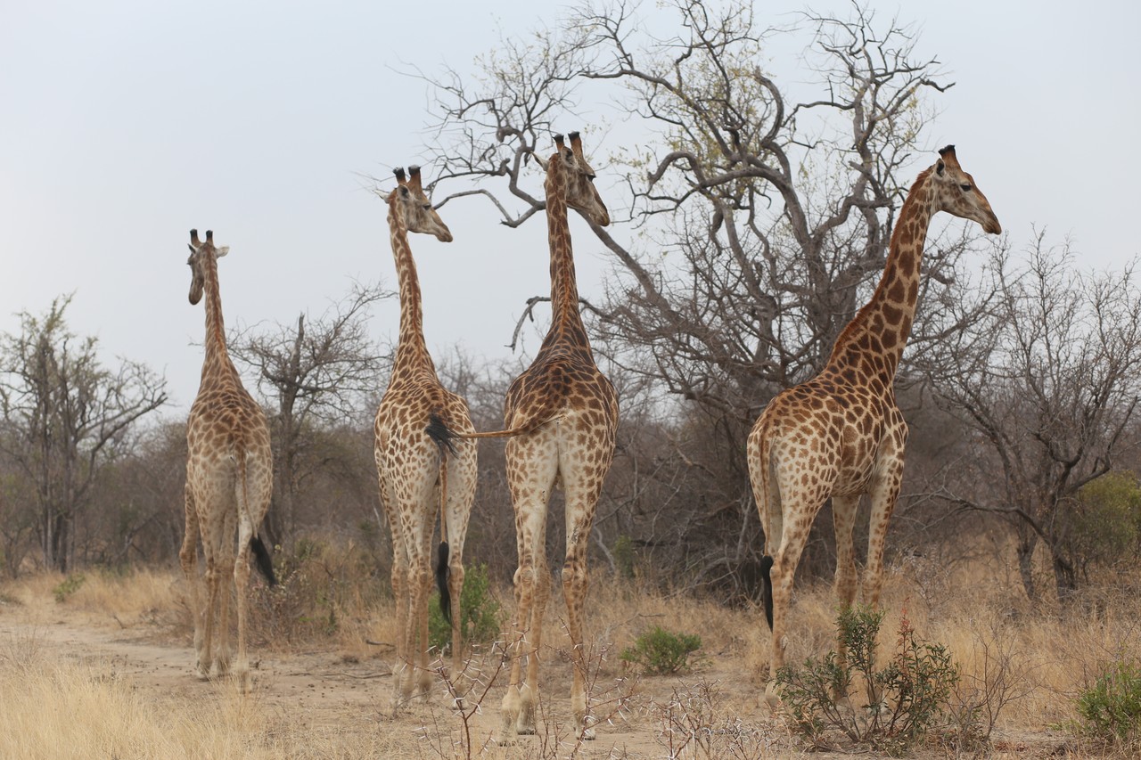 Four giraffes standing among bare bushveld trees
