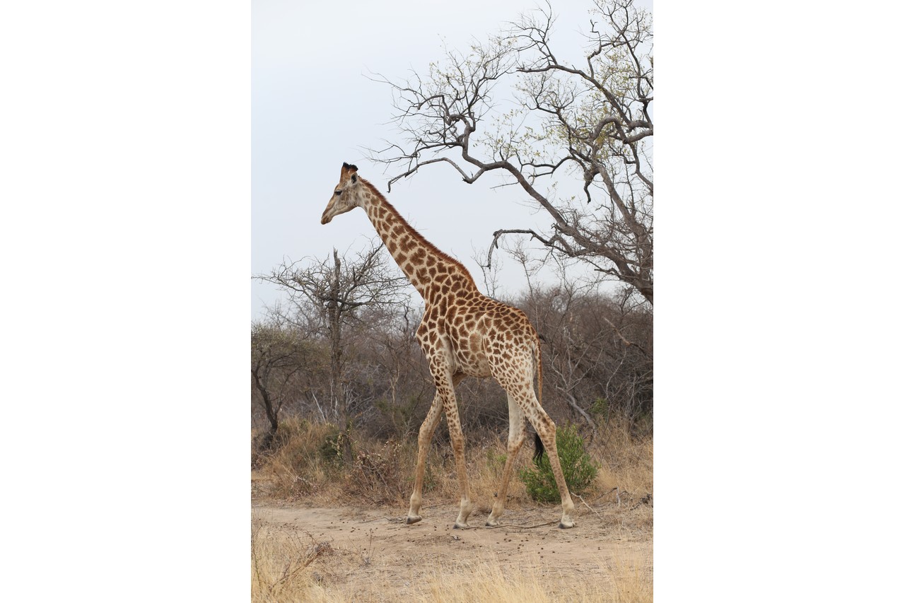 Lone giraffe walking along a sandy path in the bush