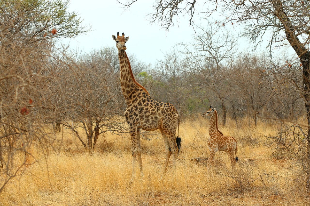 Mother giraffe and calf in golden dry grass