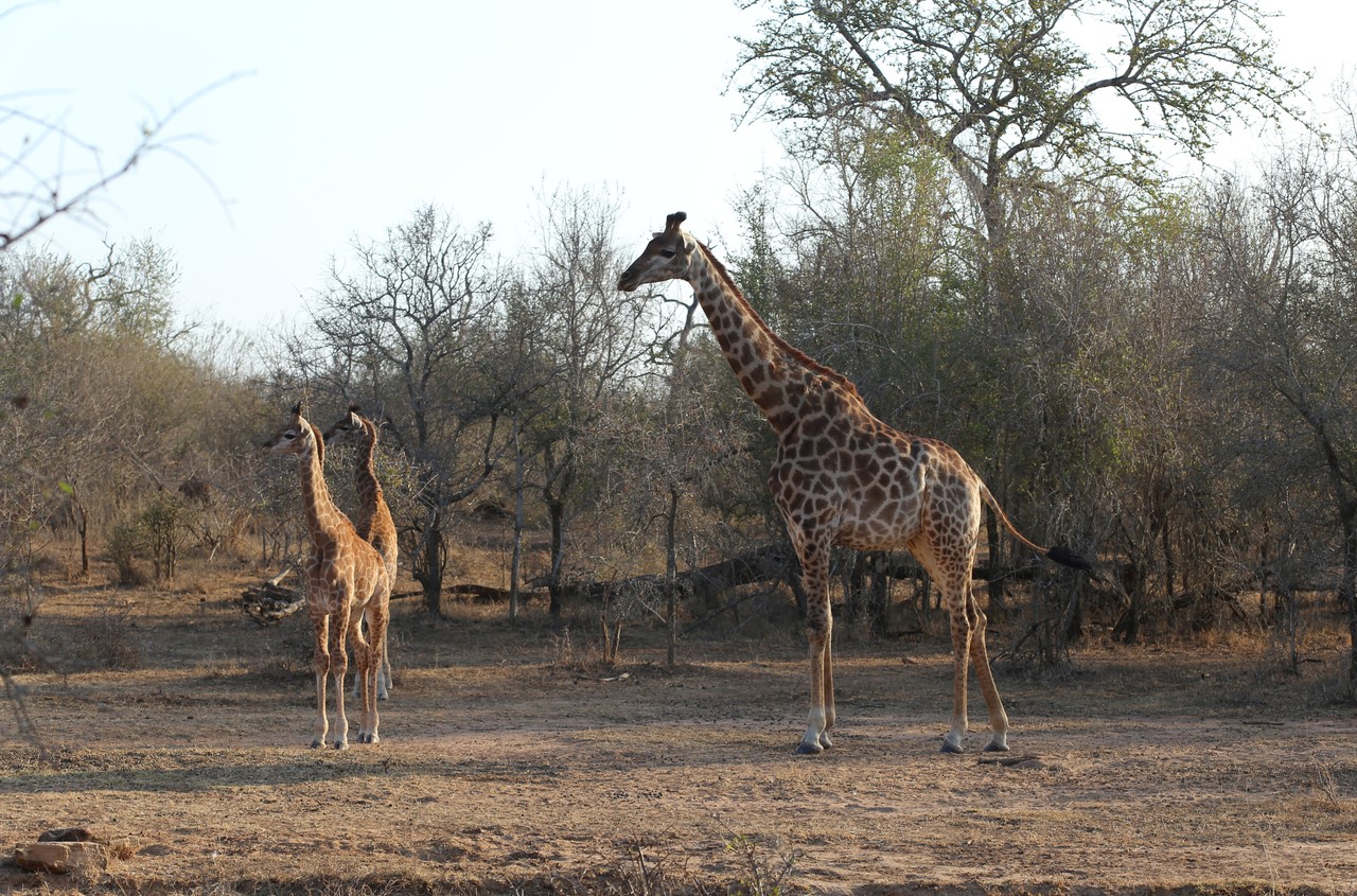 Adult giraffe with two young calves in the late afternoon light