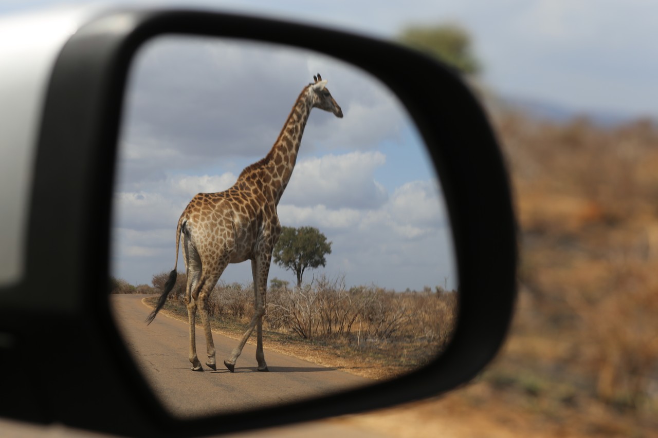 Giraffe crossing the road reflected in a car wing mirror