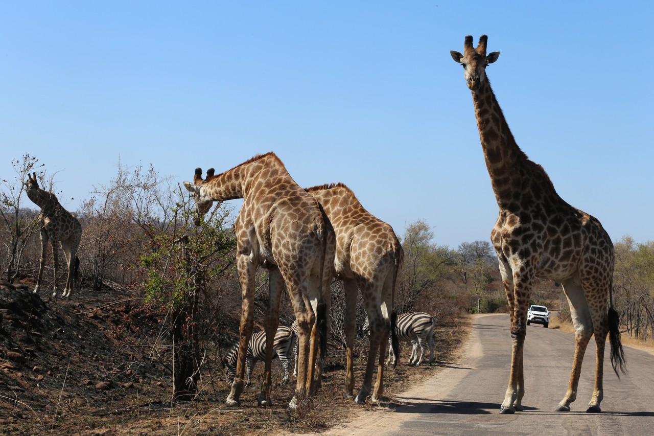 Giraffes and zebras beside a tarred road in Kruger
