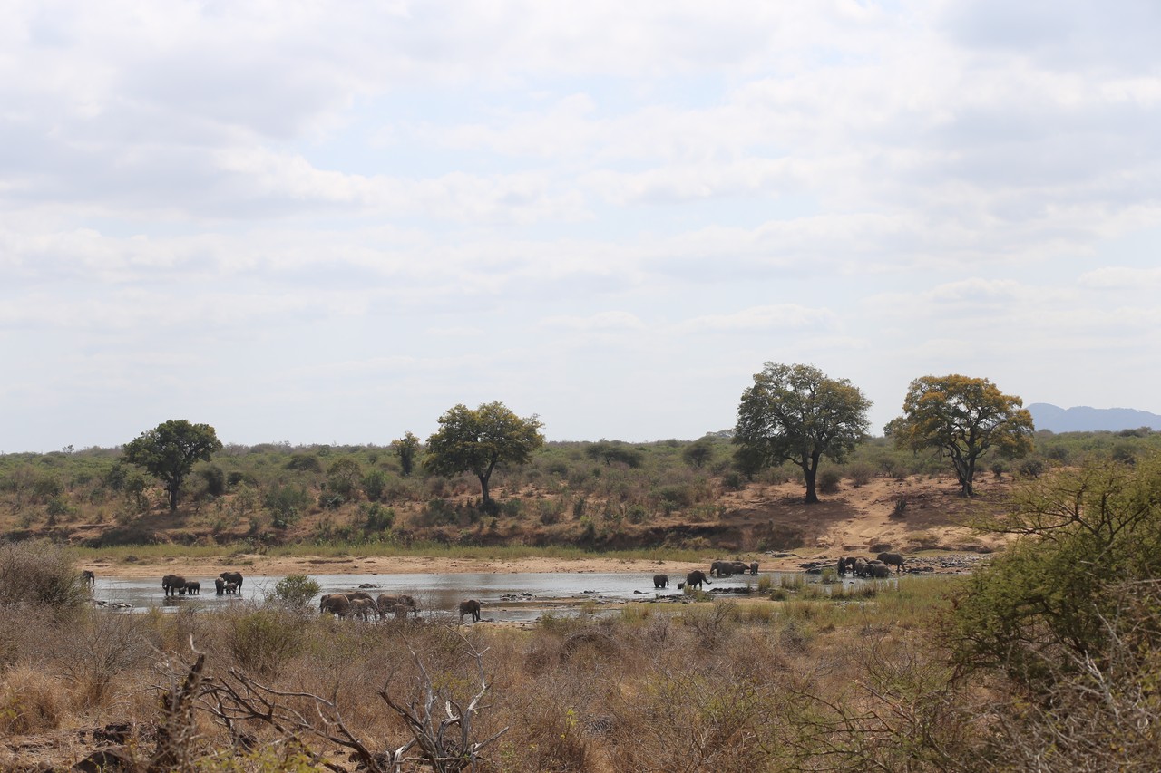 Herd of elephants at a river crossing in the distance