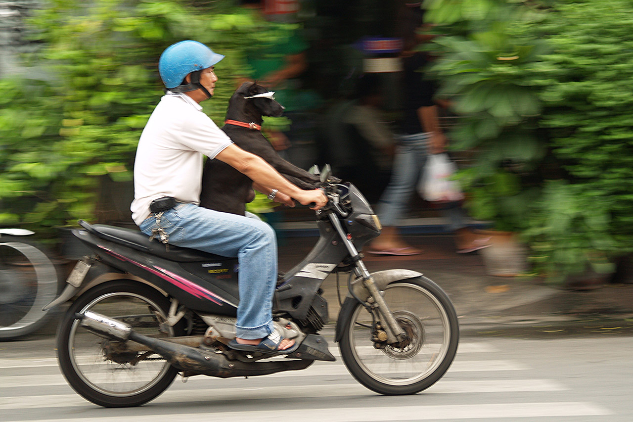 Man riding a scooter with a black dog sitting behind him, Bangkok
