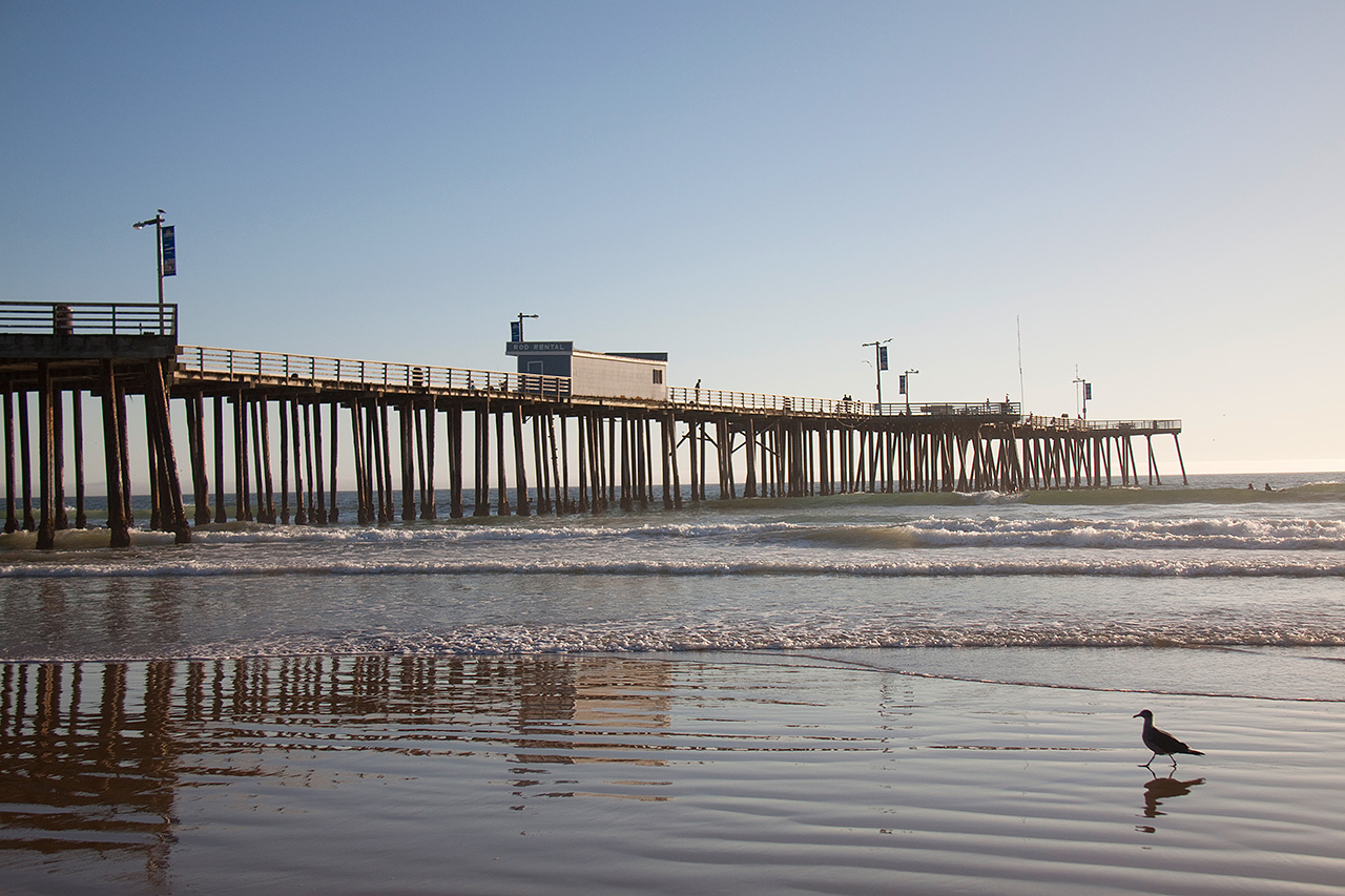 Pismo Beach pier at sunset with seagull on wet sand
