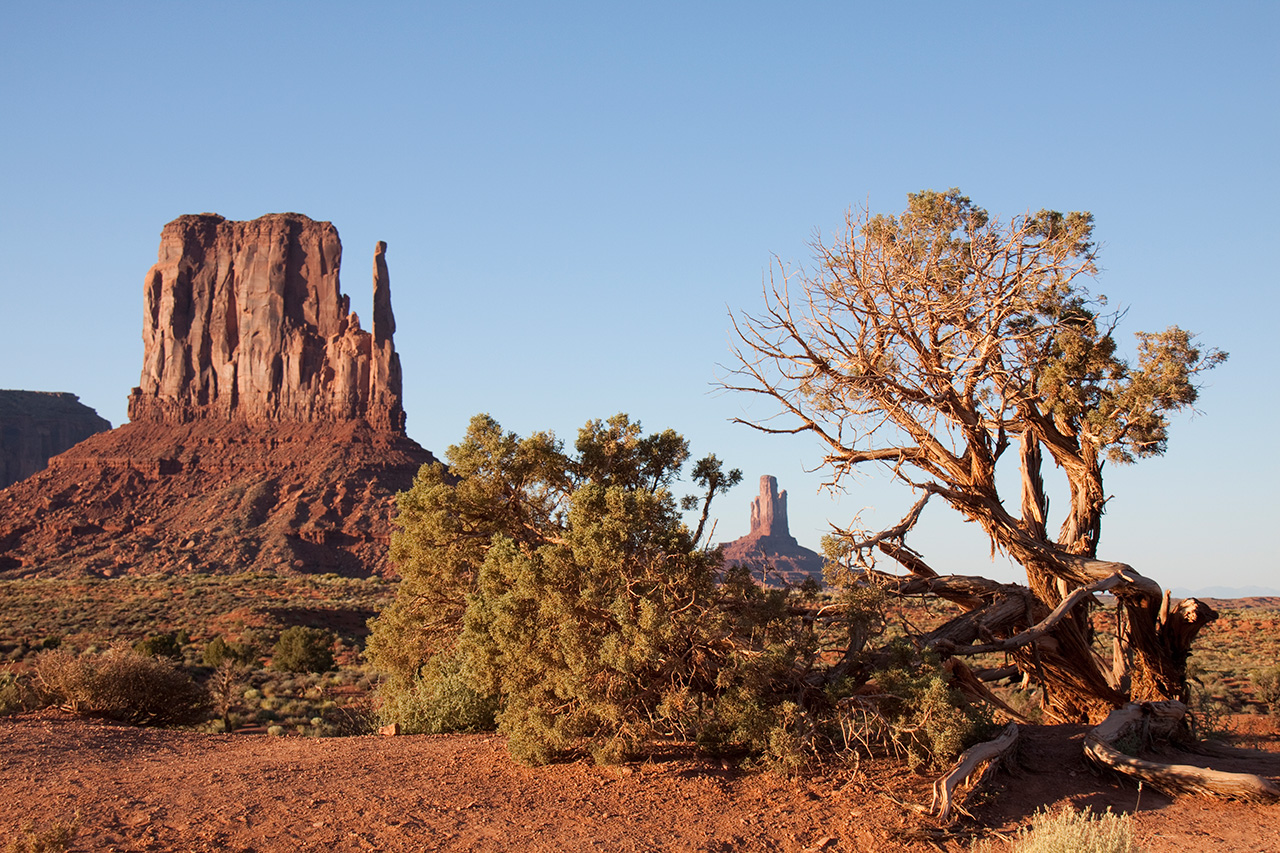 Monument Valley mitten butte with juniper tree in foreground