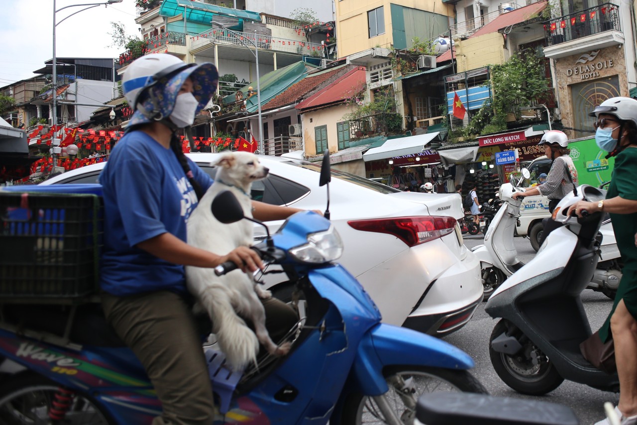 White dog standing on a blue scooter in Hanoi traffic